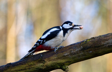 Grote Bonte Specht, Great Spotted Woodpecker, Dendrocopos major