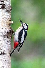 Grote Bonte Specht; Great Spotted Woodpecker; Dendrocopos major