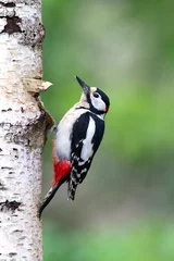 Foto op Aluminium Grote Bonte Specht  Great Spotted Woodpecker  Dendrocopos major © AGAMI