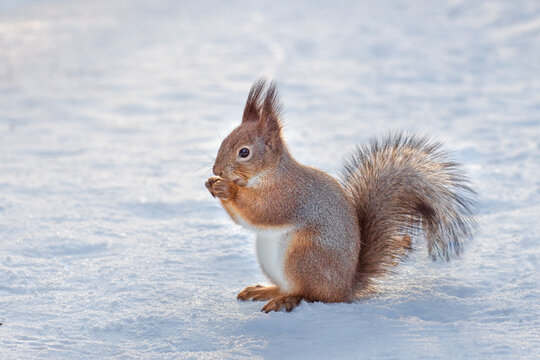 squirrel sits in the snow, wild squirrel gnaws a nut in winter in the park, animals in natural habitat © Leka