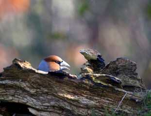 Appelvink, Hawfinch, Coccothraustes coccothraustes