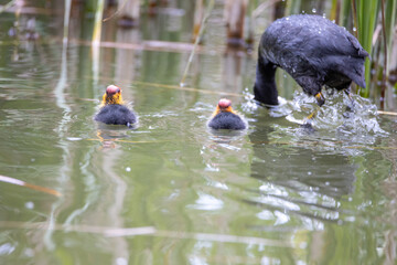 The fulica atra bird swims alongside its nestling in the pond. Green reeds are reflected in the water.