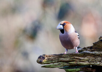 Appelvink, Hawfinch, Coccothraustes coccothraustes