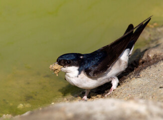 Huiszwaluw; Common House Martin; Delichon urbica