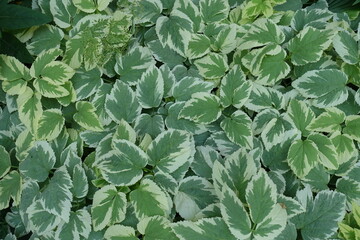 Top view of white and green foliage of ground elder in mid June