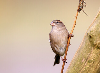 Huismus, House Sparrow, Passer domesticus