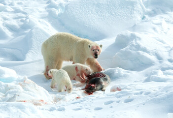 IJsbeer, Polar Bear, Ursus maritimus