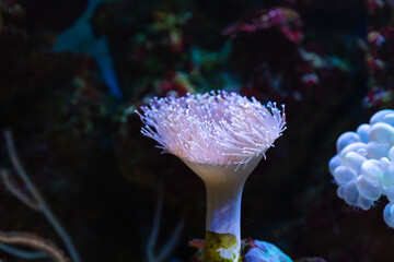 Closeup of white star shaped polyps weeping willow leather, soft coral, Sarcophyton or toadstool...