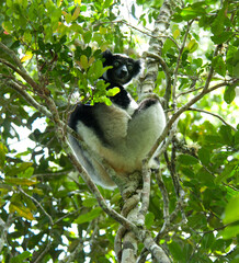 Indri, Indri indri