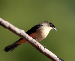 Zwartbriltangare, Black-goggled Tanager, Trichothraupis melanops