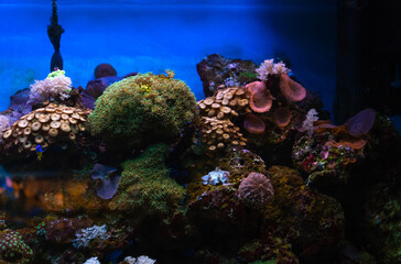 Coral Reef and Tropical Fish in Sunlight. Singapore aquarium