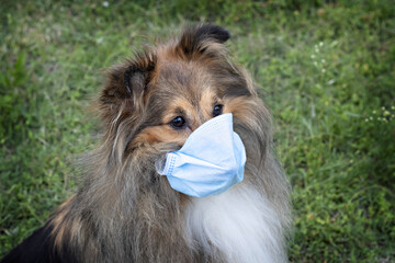 Beautiful dog wearing a surgical mask during the pandemic.  