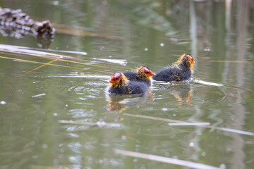 Naklejka premium Nestling fulica atra birds swim in the pond. Green reeds are reflected in the water.