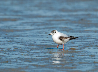 Dwergmeeuw, Little Gull, Hydrocoloeus minutus