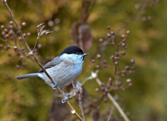 Glanskop, Marsh Tit, Poecile montanus