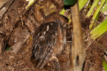 Fototapeta premium Pemba Dwergooruil, Malagasy Scops-Owl, Otus rutilus
