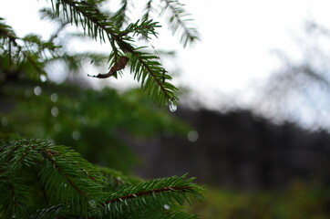 Raindrops on pine leaves. Macro photo. Coniferous tree branches in spring. Large drops of dew on spruce green needles.