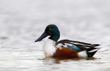 Slobeend, Northern Shoveler, Anas clypeata
