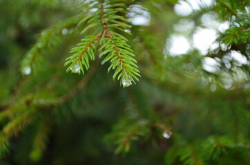 Raindrops on pine leaves. Macro photo. Coniferous tree branches in spring. Large drops of dew on spruce green needles.