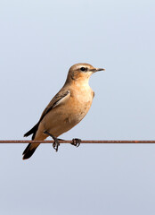 Tapuit; Northern Wheatear; Oenanthe oenanthe