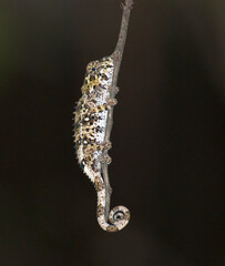 Parsons kameleon, Parson's Chameleon, Calumma parsonii © AGAMI