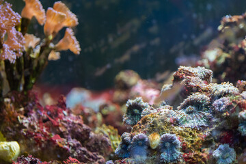 Naklejka na ściany i meble Coral Reef and Tropical Fish in Sunlight. Singapore aquarium