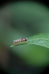 Close-up of gold fly on green leaf.