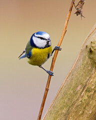 Pimpelmees, European Blue Tit, Cyanistes caeruleus