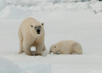 IJsbeer, Polar Bear, Ursus maritimus