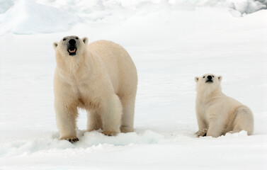 Fototapeta na wymiar IJsbeer, Polar Bear, Ursus maritimus