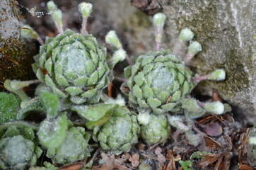 Fototapeta premium Hauswurz