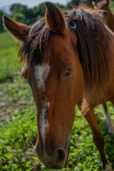 caballos pastando libres en el campo