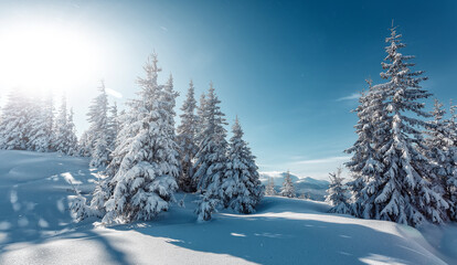 Splendid Alpine scenery in winter. Fantastic frosty morning in forest. snow-cowered pine trees under sunlight. Fantastic mountain highland.  Amazing winter background. Wonderful Christmas Scene.