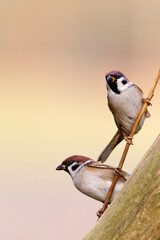 Ringmus, Eurasian Tree Sparrow, Passer montanus