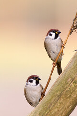 Ringmus, Eurasian Tree Sparrow, Passer montanus