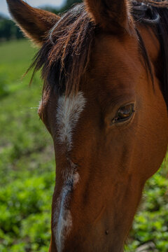 caballos pastando libres en el campo