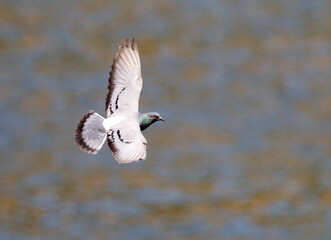 Rotsduif, Rock Dove, Columba livia