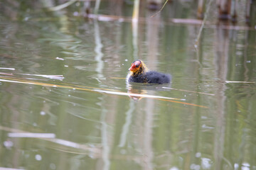 One nestling fulica atra bird swims in a pond among the reeds. Green reeds are reflected in the water.