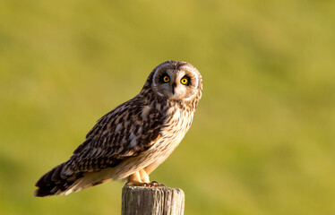 Velduil; Short-eared Owl; Asio flammeus