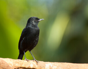 Zwarte miertapuit, Sooty Chat, Myrmecocichla nigra