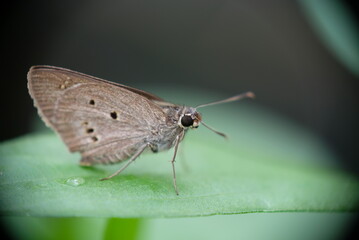 Close-up of butterfly on green leaf.