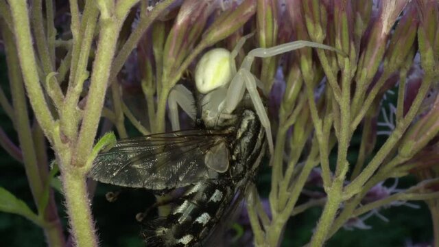Die Ver&auml;nderliche Krabbenspinne Misumena vatia, ein typischer Lauerj&auml;ger, wartet auf Bl&uuml;ten auf unvorsichtige Insekten, die sie packen und aussaugen kann