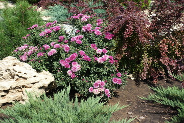 Flowering pink Chrysanthemum, red leaved barberry, dwarf pine and juniper in the rock garden in August