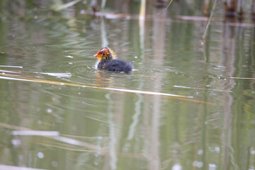 One nestling fulica atra bird swims in a pond among the reeds. Green reeds are reflected in the water.
