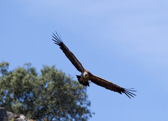 Vale Gier, Griffon Vulture, Gyps fulvus