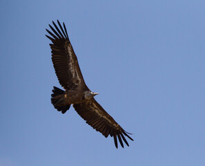 Vale Gier, Griffon Vulture, Gyps fulvus