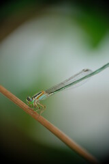 Close-up of dragonfly on the green leaf.