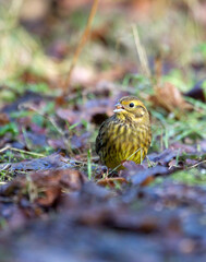 Geelgors, Yellowhammer, Emberiza citrinella