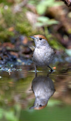 Zwartkop, Blackcap, Sylvia atricapilla