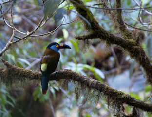 Zwartkruinbergtoekan, Plate-billed Mountain-Toucan, Andigena laminirostris